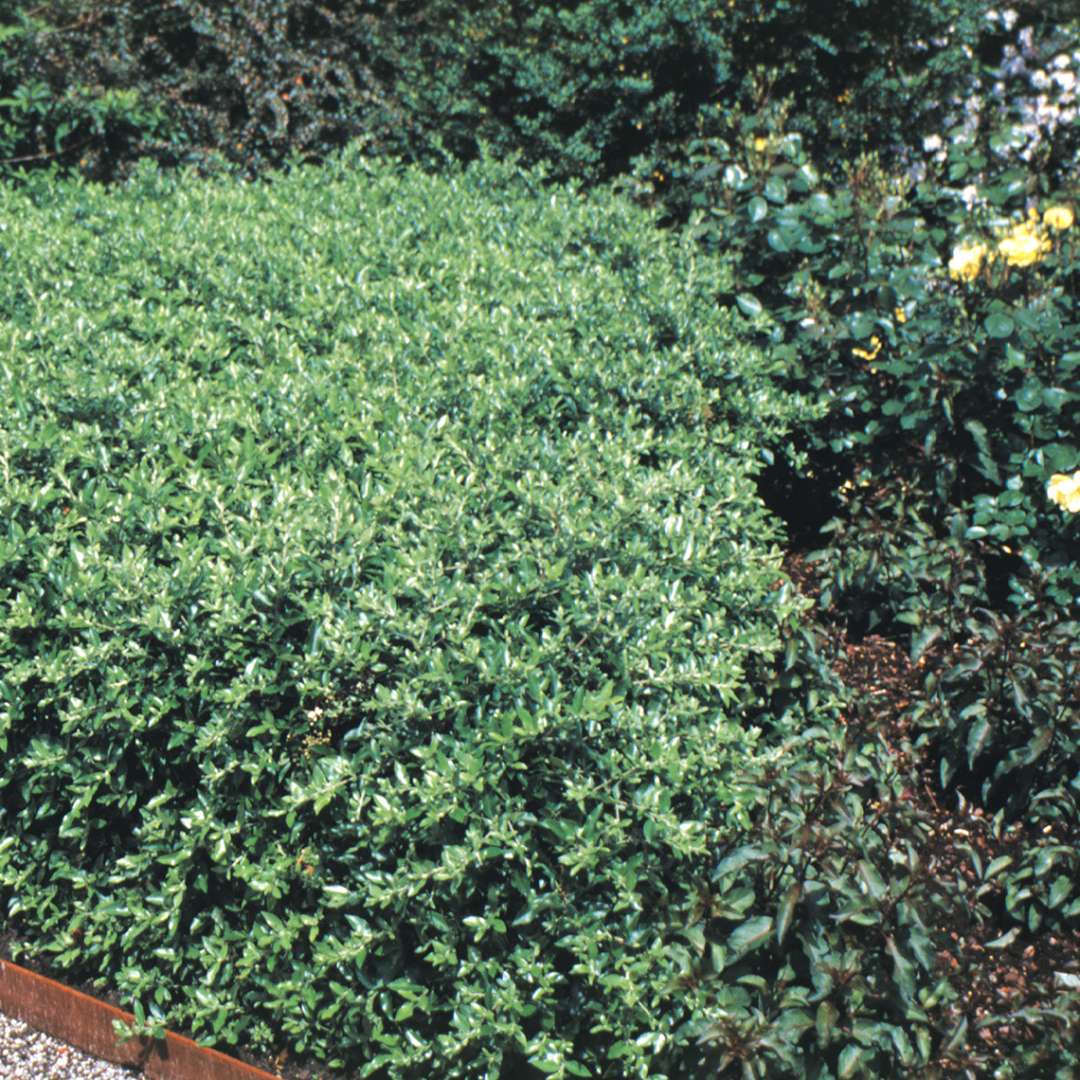 Low hedge of green Pyracantha Red Cushion near yellow rose